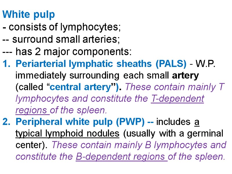 White pulp  - consists of lymphocytes; -- surround small arteries;  --- has